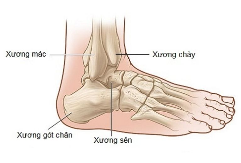 Khớp cổ chân được cấu tạo bởi 3 bộ phận bao gồm xương bàn chân, xương gót chân và đầu dưới của xương ống chân
