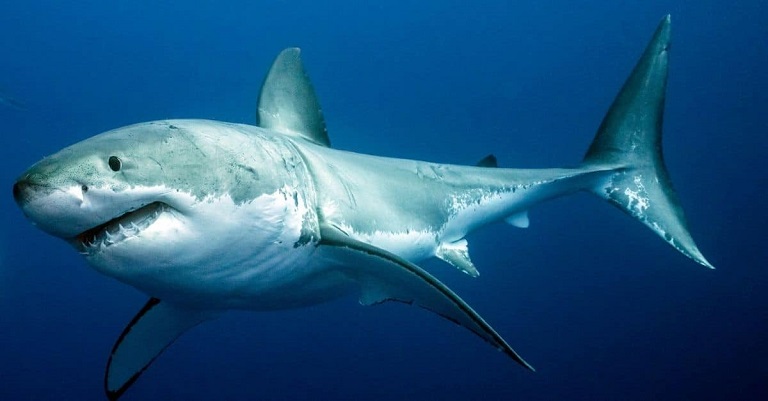 Theo nghiên cứu, các hoạt chất có trong sụn cá mập cực kỳ tốt cho xương khớp