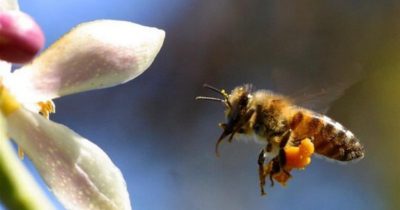 Chữa bệnh khớp bằng ong châm có hiệu quả không? Cách thực hiện thế nào?